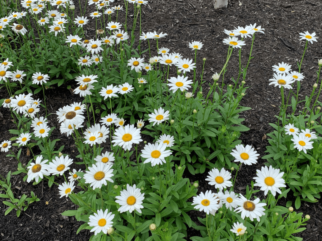 community garden daisies